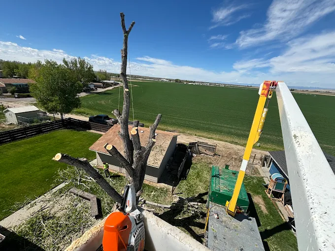 Storm damage tree cleanup in Basin WY
