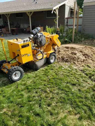 Tree service near me in Basin WY