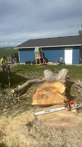307 Tree Service crew cutting a large tree in Basin WY