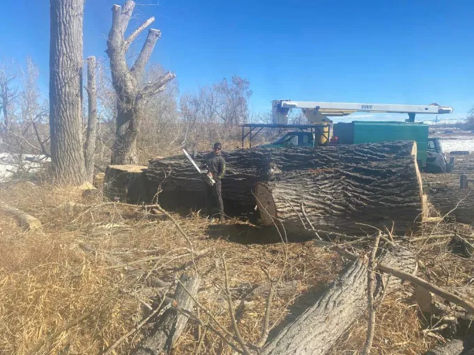 Tree removal work in Basin WY