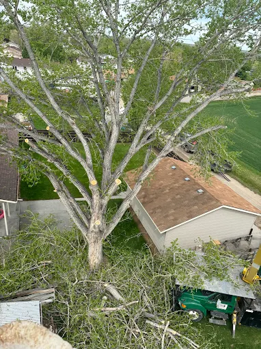 Tree trimming and pruning work